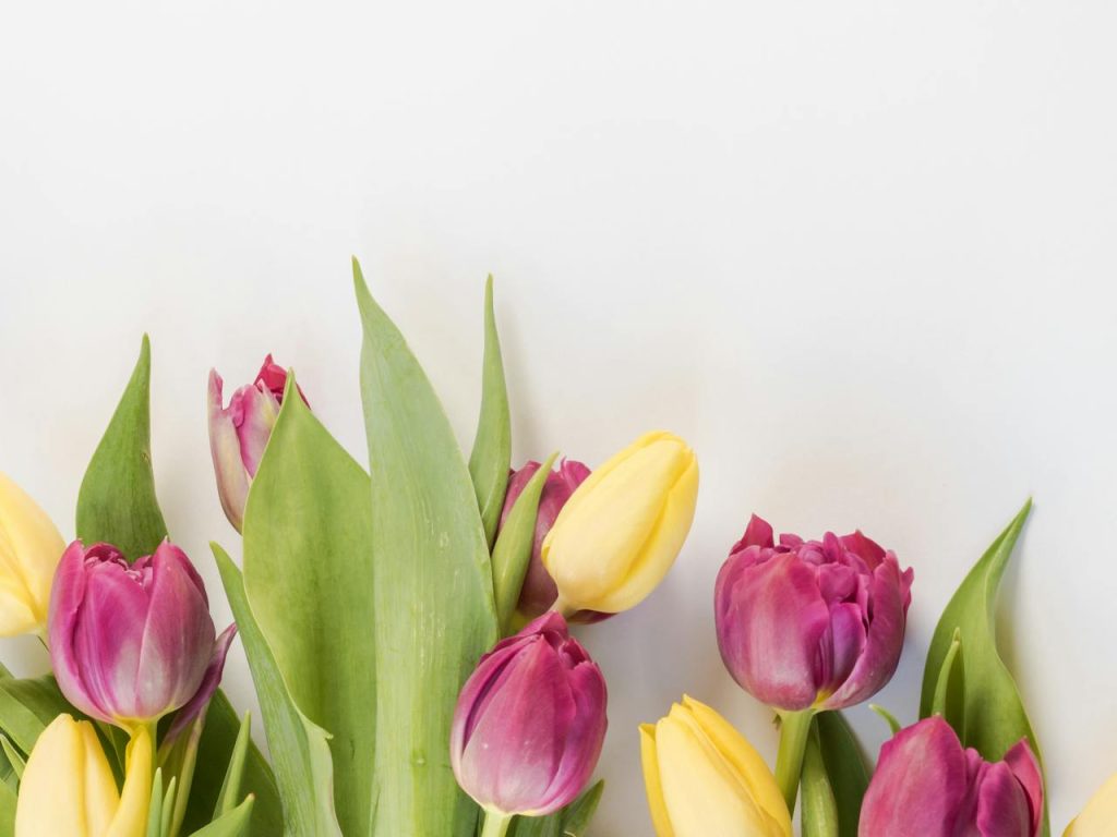 pexels-nietjuhart-1883385