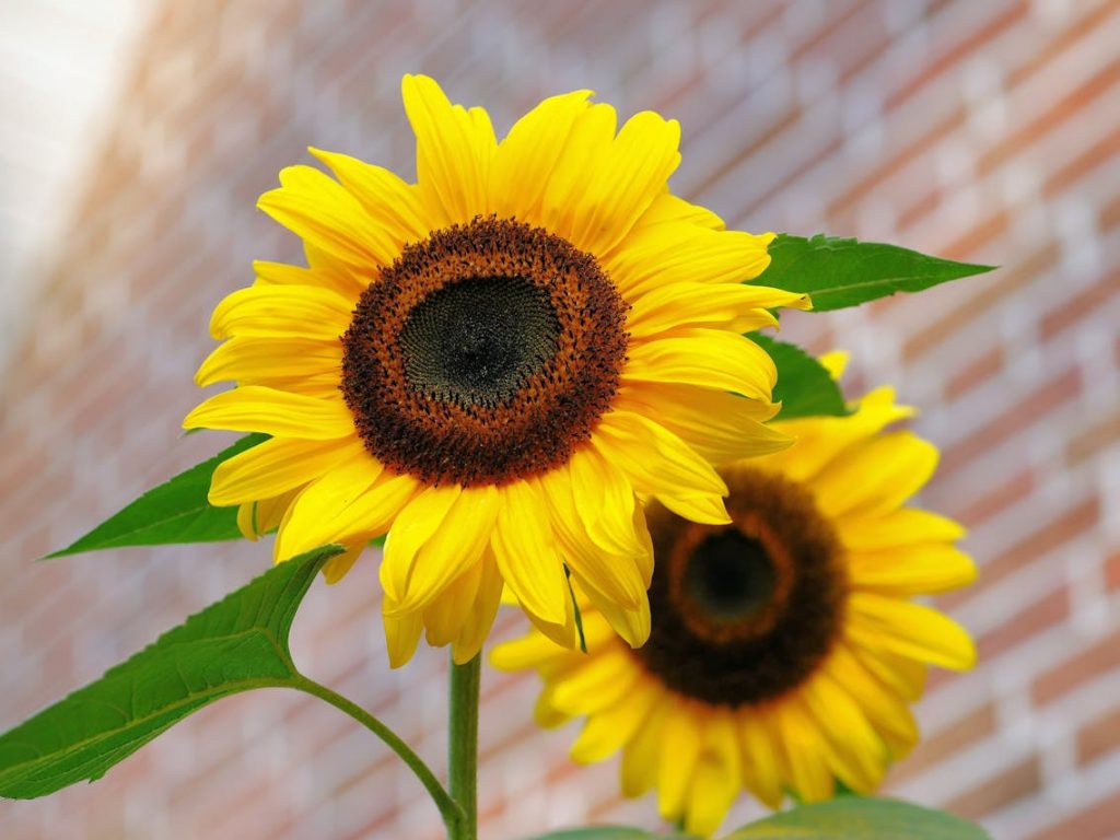 pexels-pixabay-46216